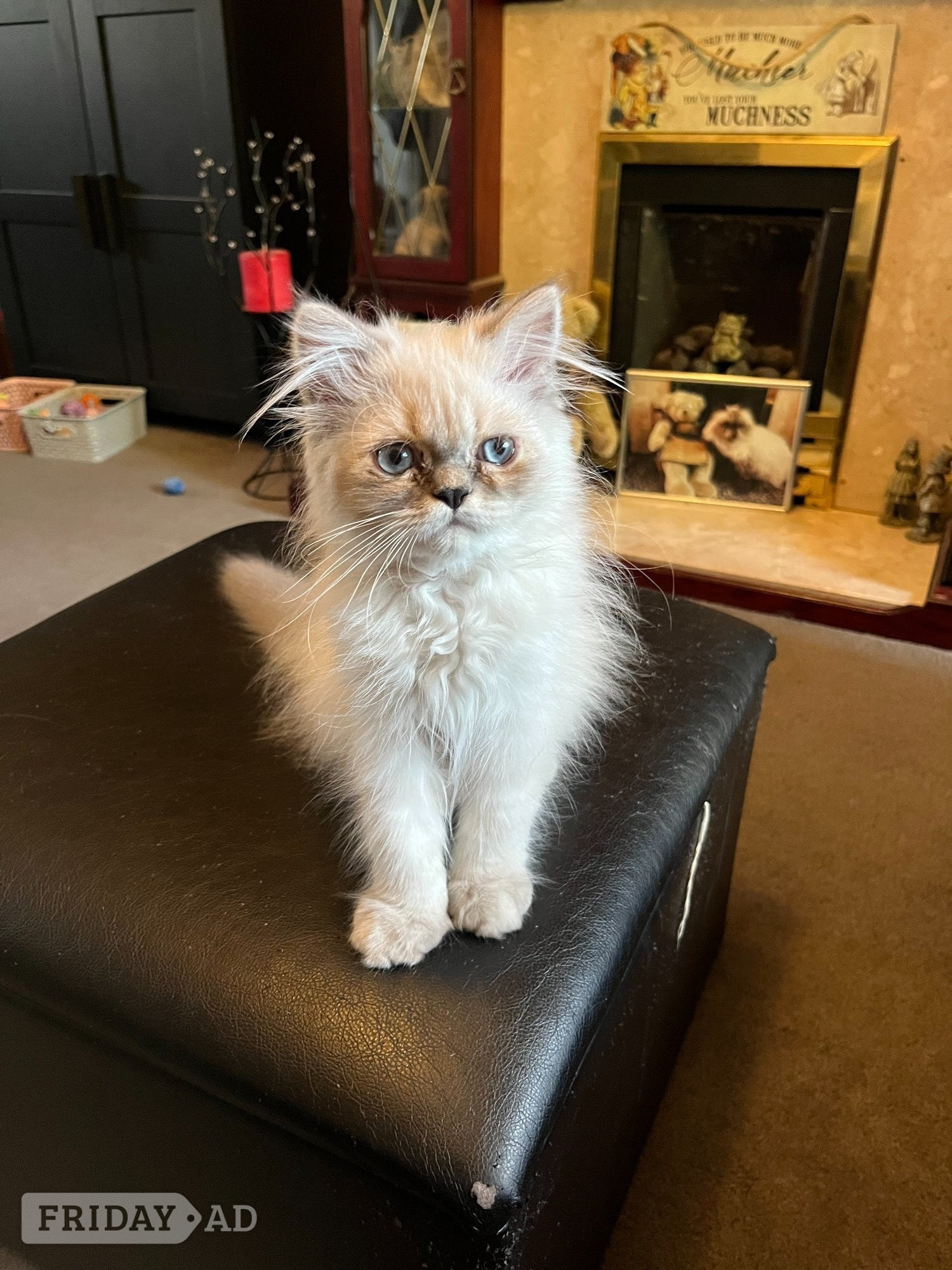 Ready Now Gorgeous blue eyed Himalayan cutie (M) - Cats & Kittens