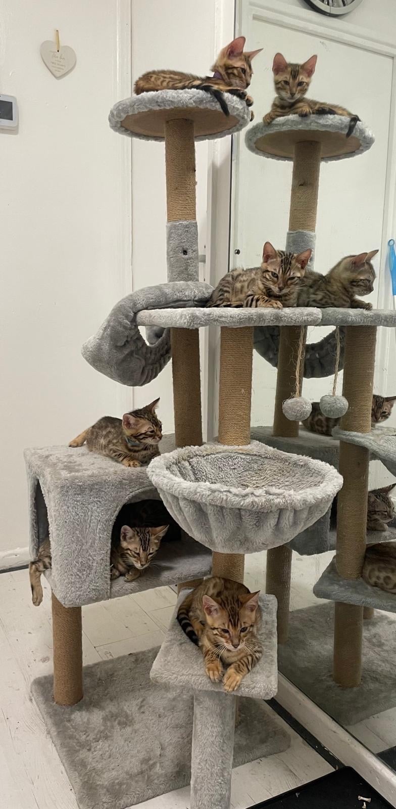 Stunning Brown Bengal Kittens (16 Weeks) – Quick Sale Due to Home Renovations  in London