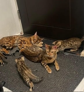 Stunning Brown Bengal Kittens (16 Weeks) – Quick Sale Due to Home Renovations 