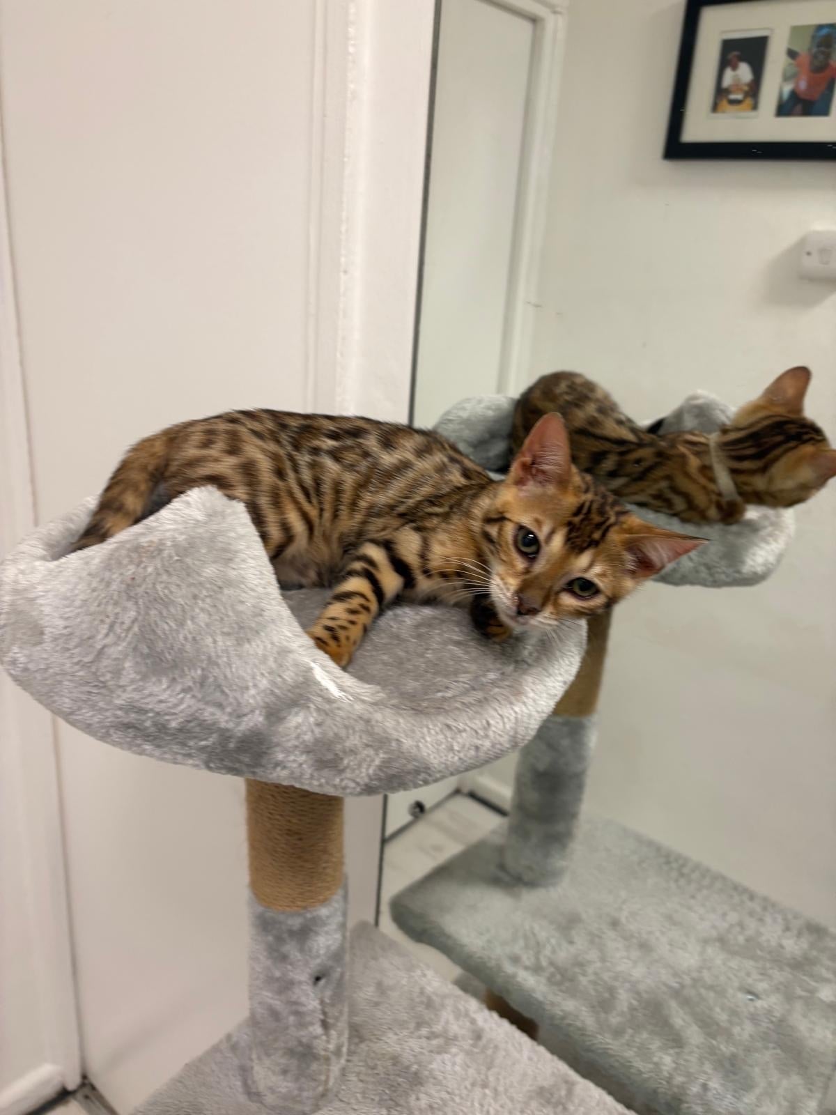 London Stunning Brown Bengal Kittens (16 Weeks) – Quick Sale Due to Home Renovations 