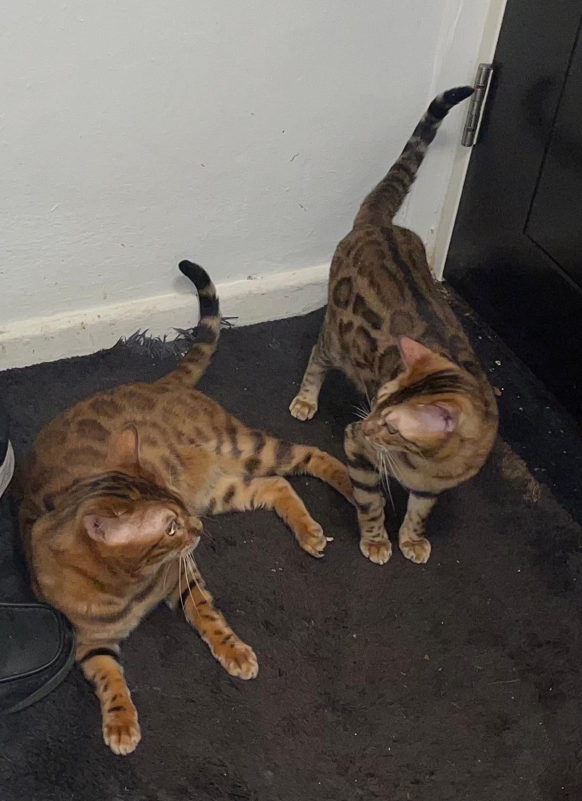 Stunning Brown Bengal Kittens (16 Weeks) – Quick Sale Due to Home Renovations  - Cats & Kittens in London