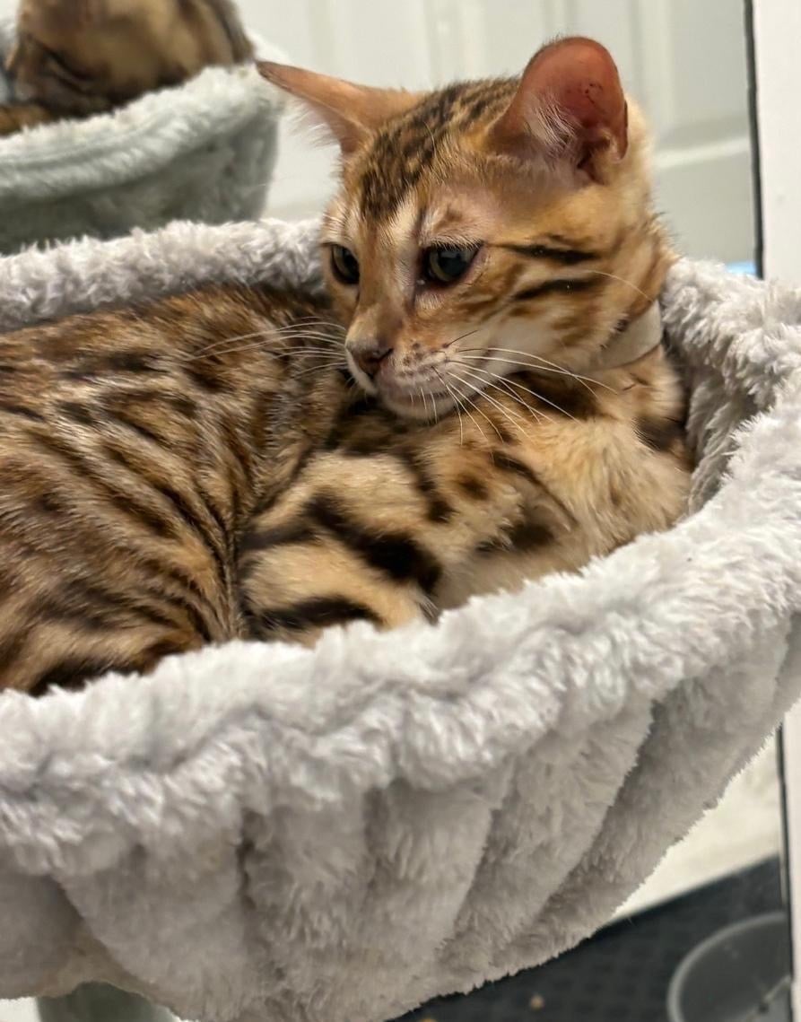 Stunning Brown Bengal Kittens (16 Weeks) – Quick Sale Due to Home Renovations  - Cats & Kittens