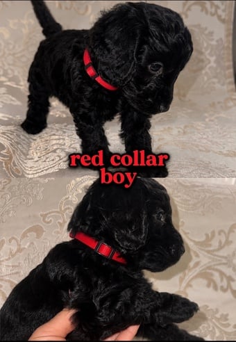 Beautiful Cockapoos puppy’s 