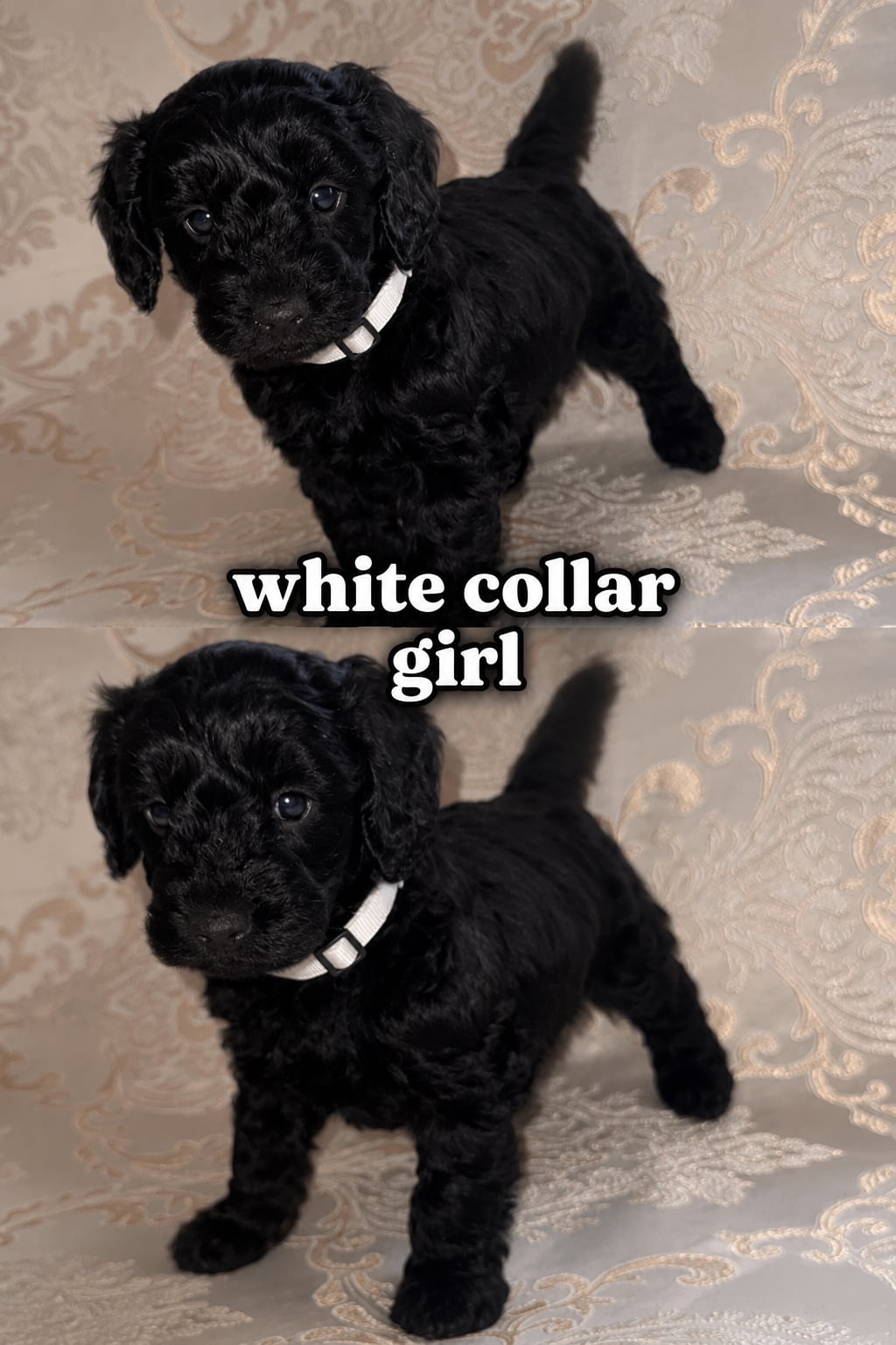 Beautiful Cockapoos puppy’s 