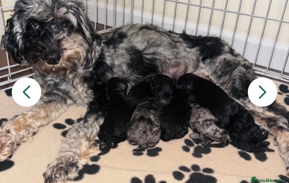 Beautiful Cockapoos puppy’s  - Dogs & Puppies