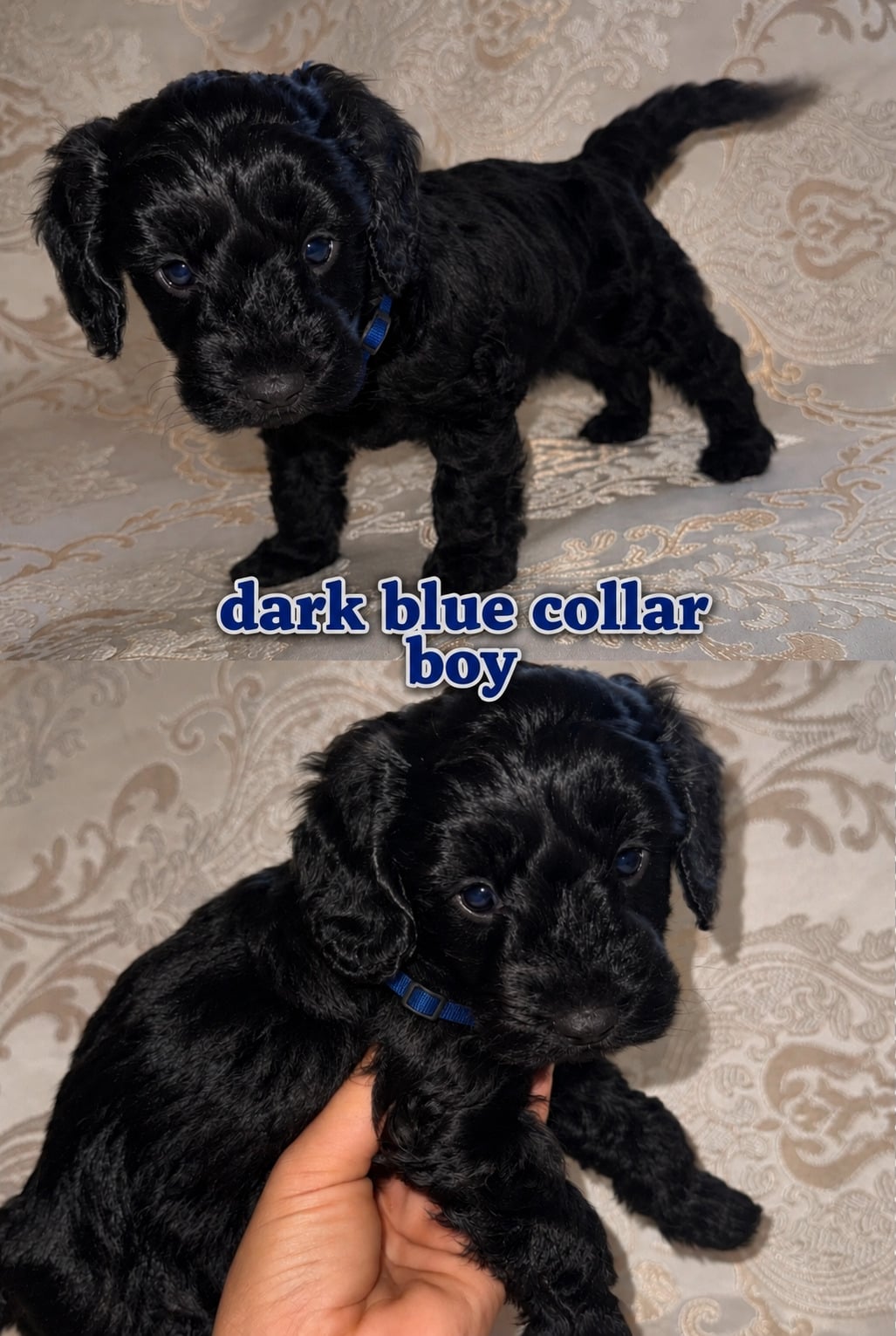 Beautiful Cockapoos puppy’s  - Dogs & Puppies in Northampton