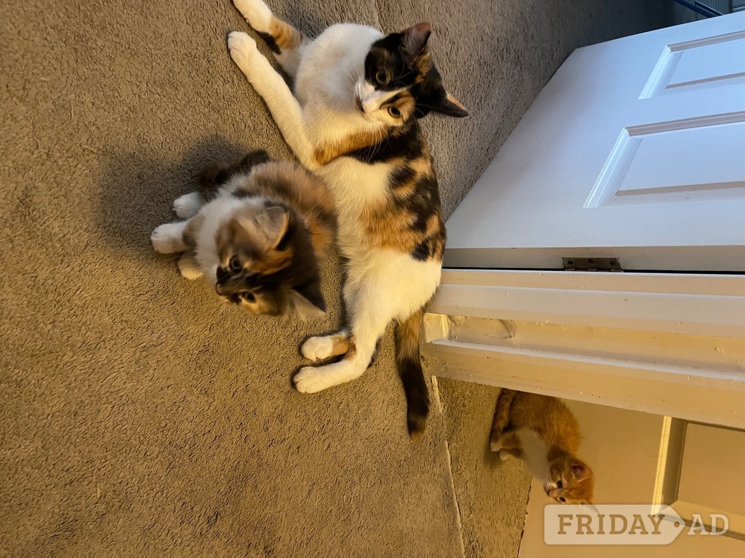 One beautiful ginger/white male and one mixed coloured female kittens for sale in Horsham
