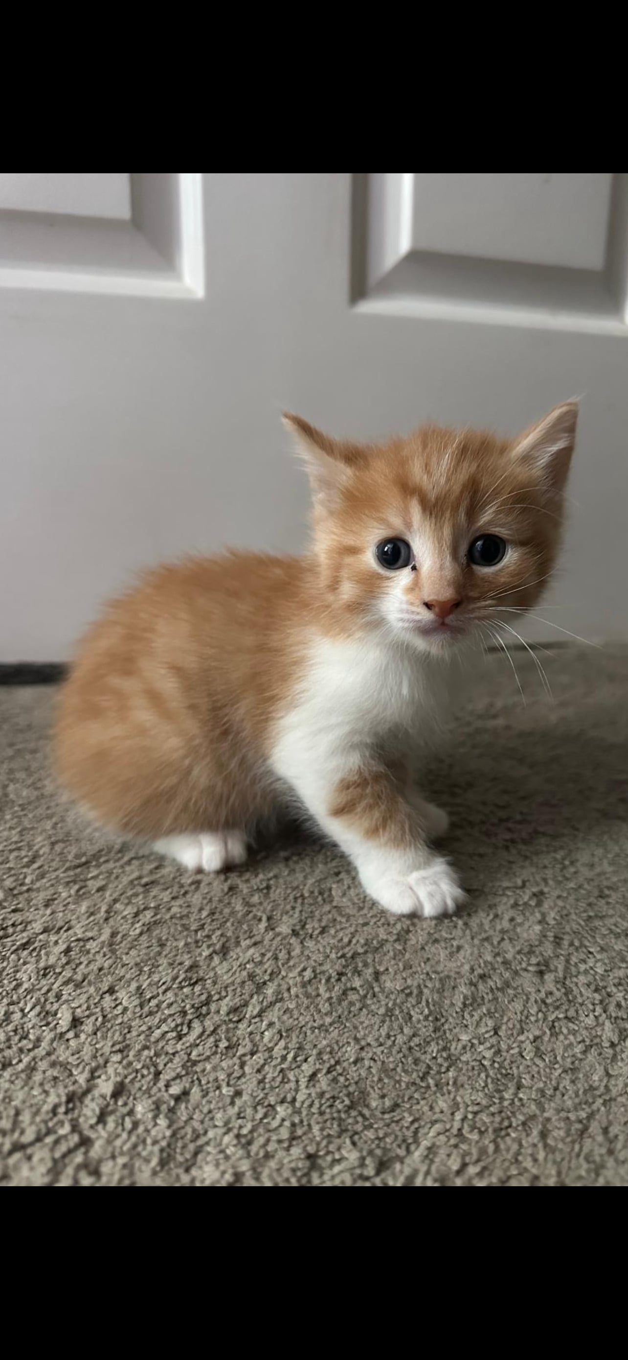 One beautiful ginger/white male and one mixed coloured female kittens for sale