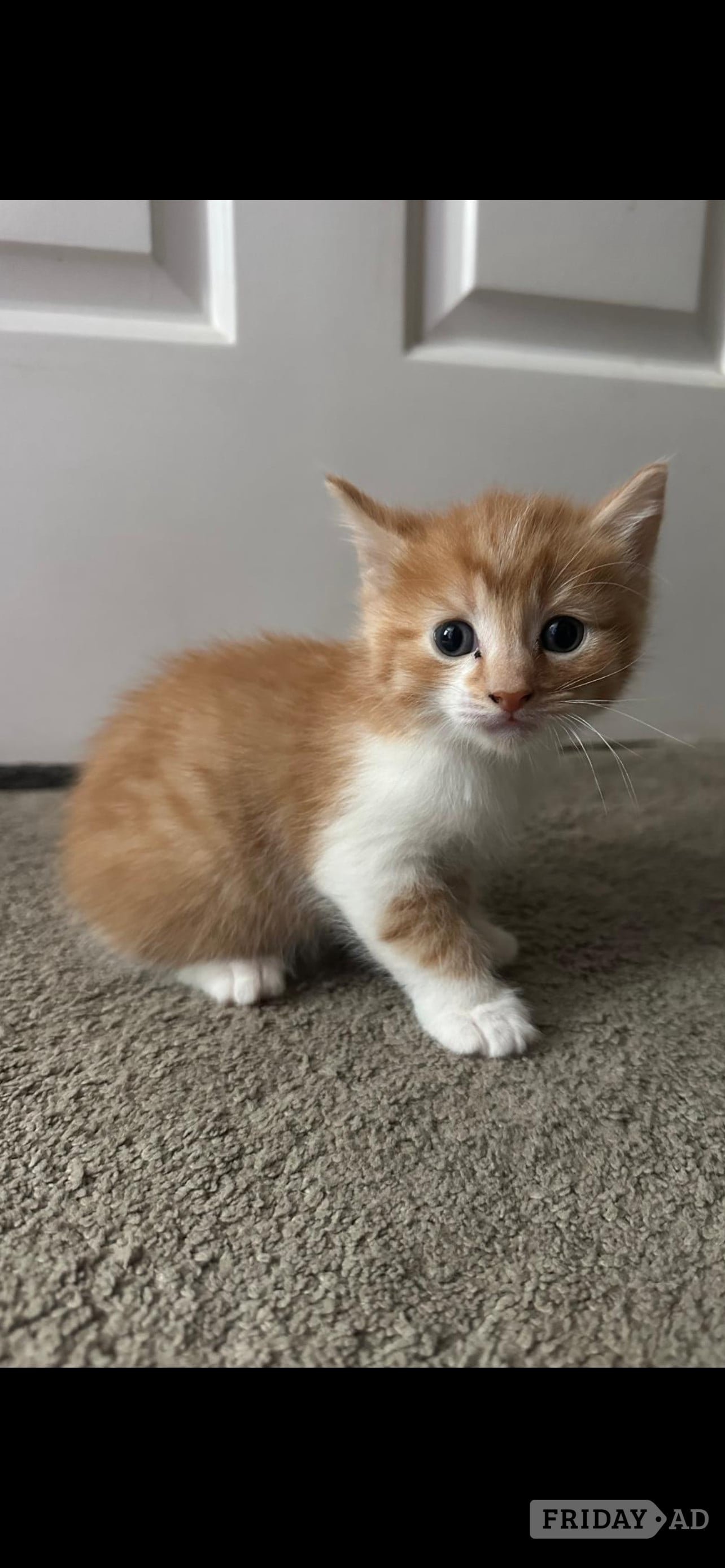 One beautiful ginger/white male and one mixed coloured female kittens for sale