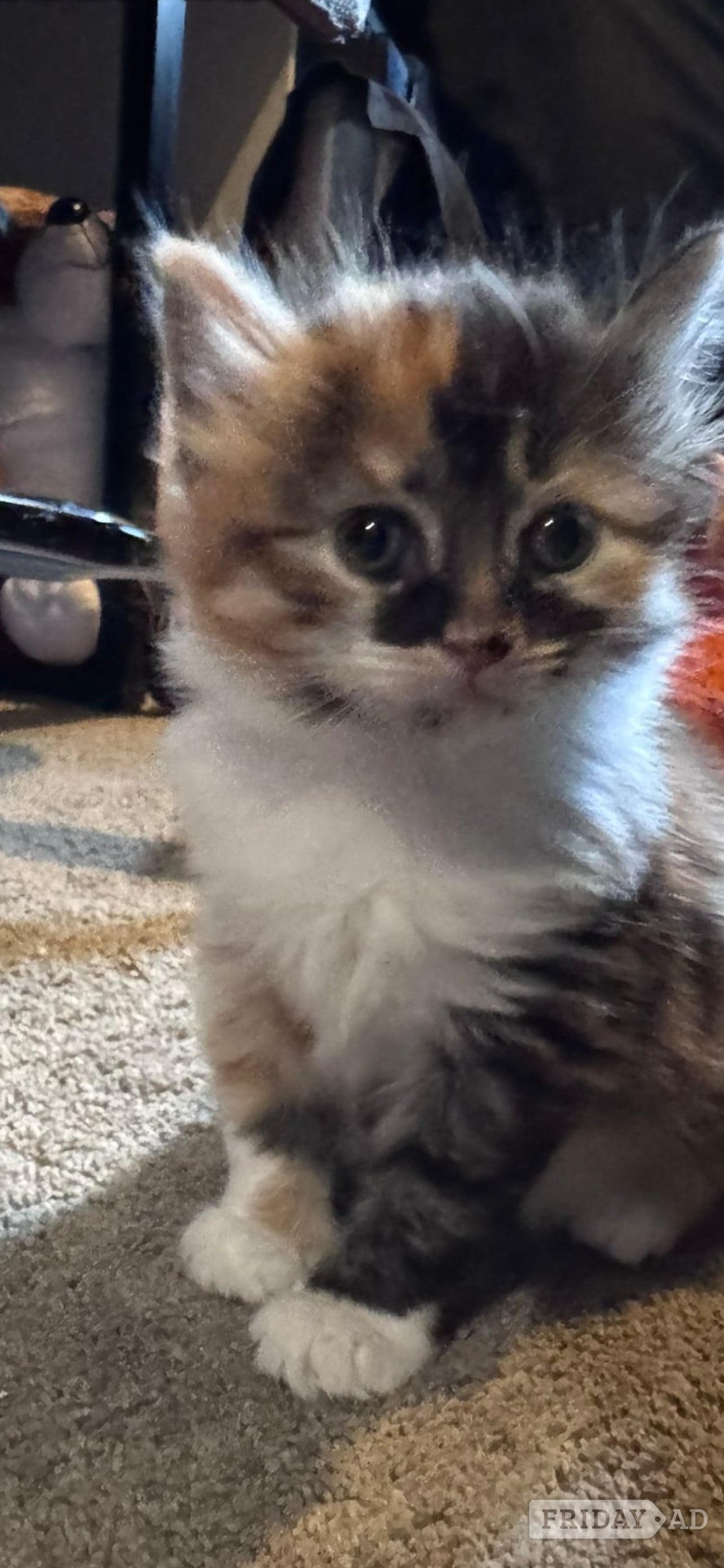 Horsham One beautiful ginger/white male and one mixed coloured female kittens for sale