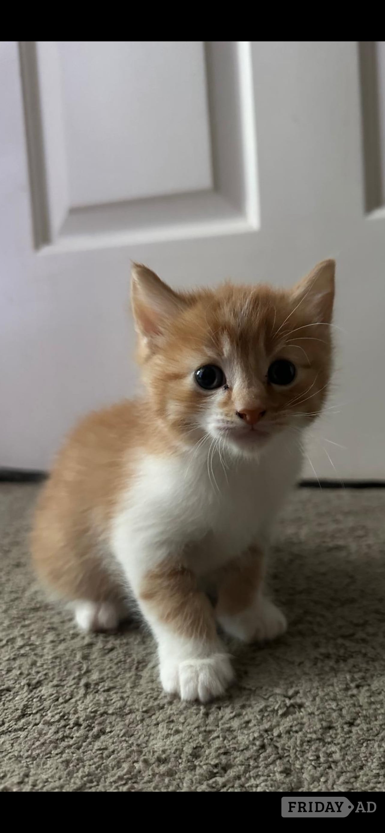 One beautiful ginger/white male and one mixed coloured female kittens for sale - Cats & Kittens in Horsham