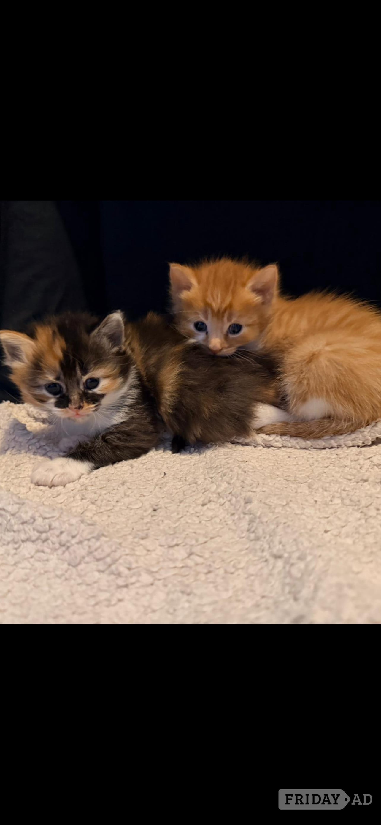 One beautiful ginger/white male and one mixed coloured female kittens for sale - Cats & Kittens