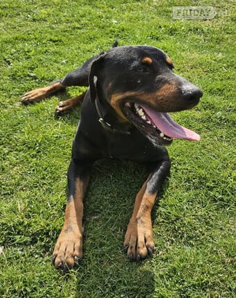 Doberman 6mo vaccinated/wormed 
