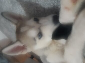Beautiful Husky Pup