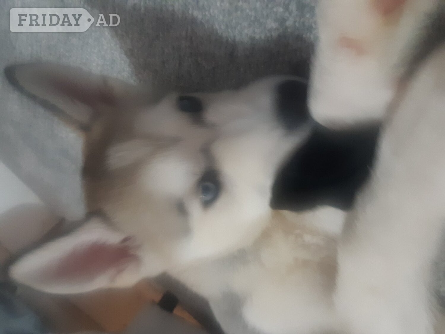 Beautiful Husky Pup in Eastbourne