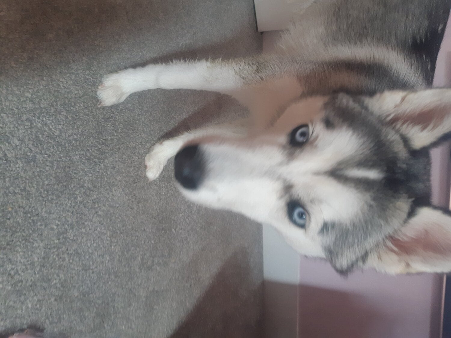 Beautiful Husky Pup