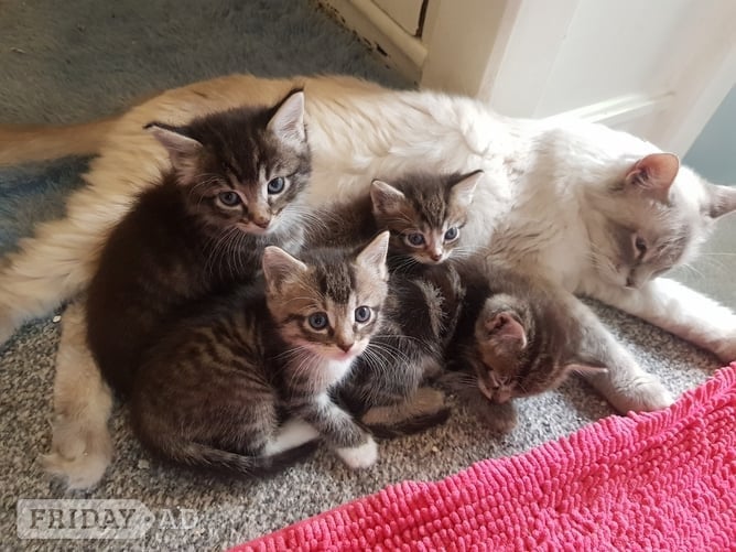 Ragdoll cross maincoon kittens  in London