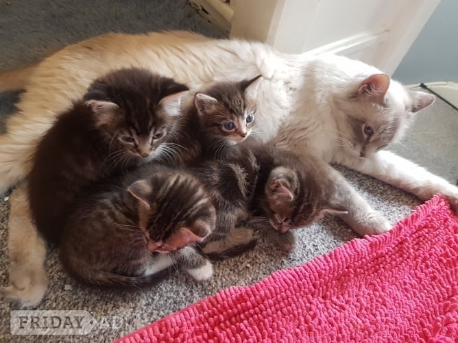 Ragdoll cross maincoon kittens 