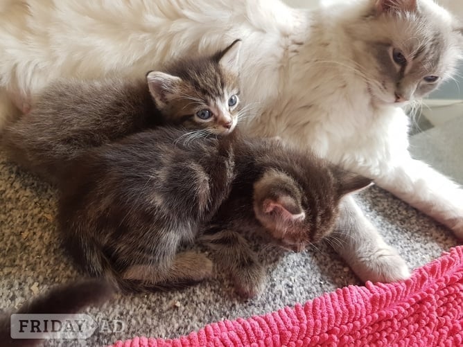 London Ragdoll cross maincoon kittens 