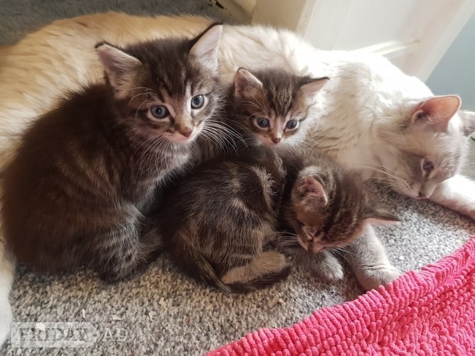 Ragdoll cross maincoon kittens  - Cats & Kittens in London