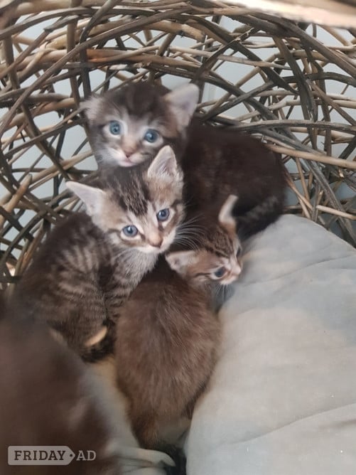 Ragdoll cross maincoon kittens  - Cats & Kittens