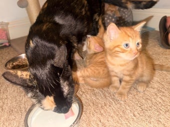 5 male kittens 4 ginger 1 black 