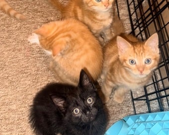 5 male kittens 4 ginger 1 black 