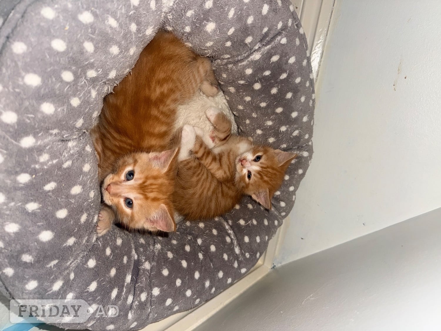 5 male kittens 4 ginger 1 black 