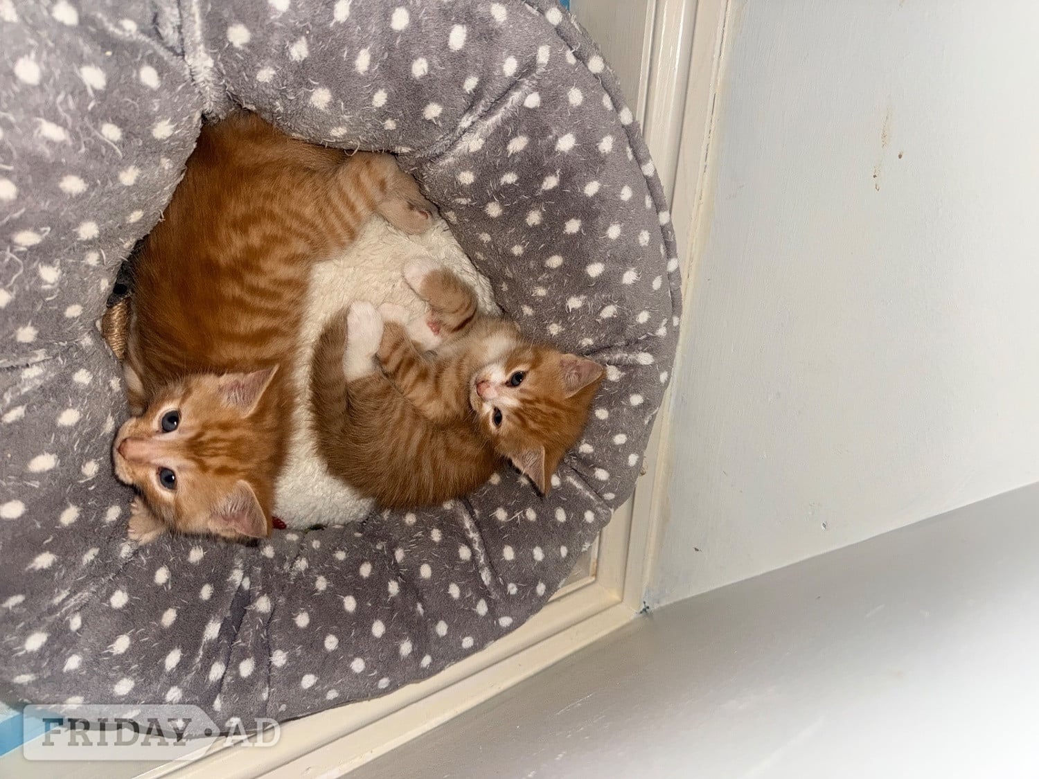 Hastings 5 male kittens 4 ginger 1 black 