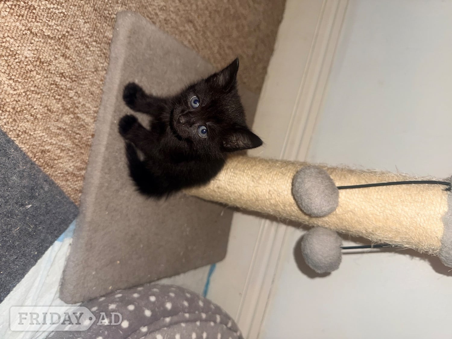 5 male kittens 4 ginger 1 black  - Cats & Kittens in Hastings