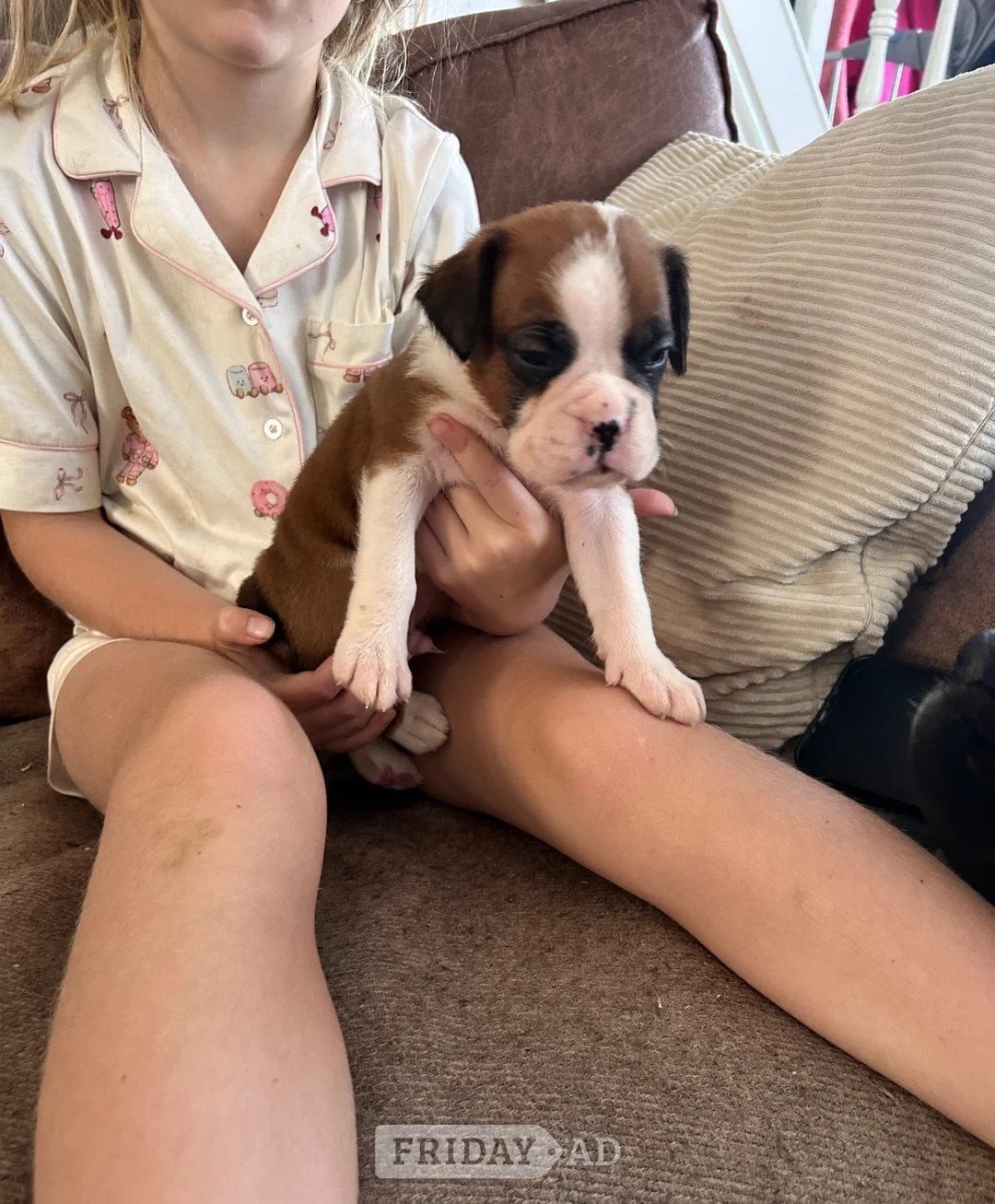 Male Female Boxer Puppies in Borley