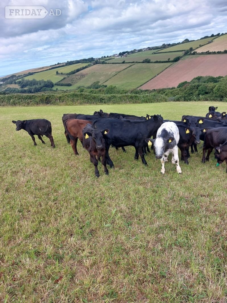Aberdeen Angus calves  in Umberleigh