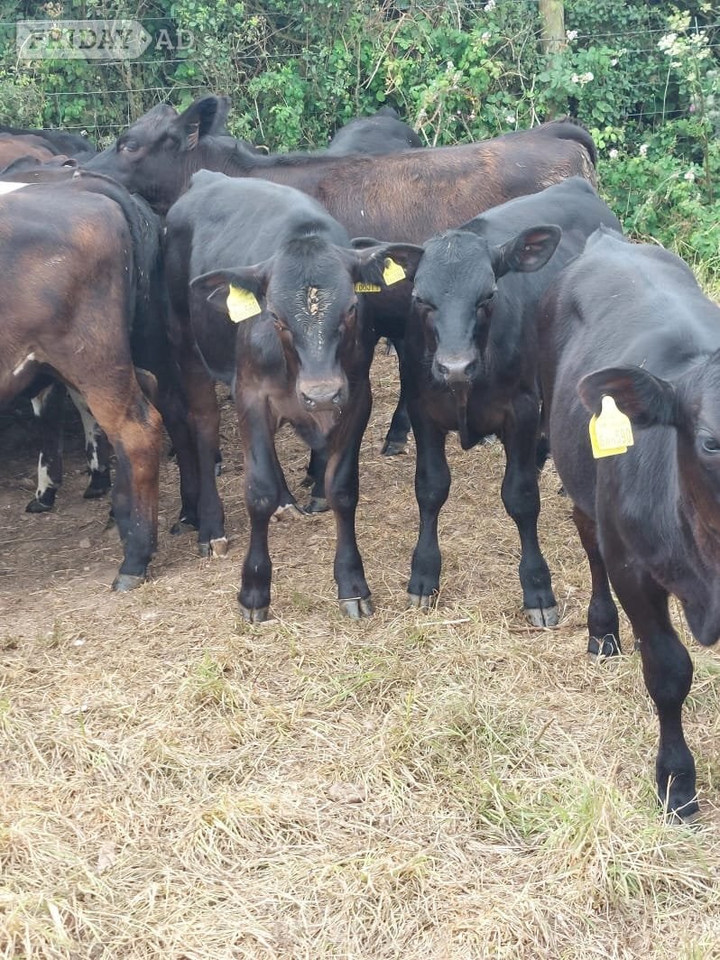 Aberdeen Angus calves 