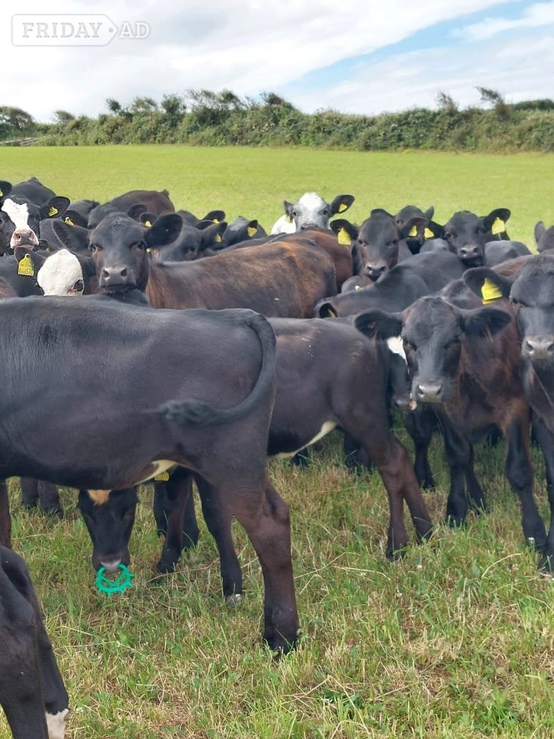 Umberleigh Aberdeen Angus calves 
