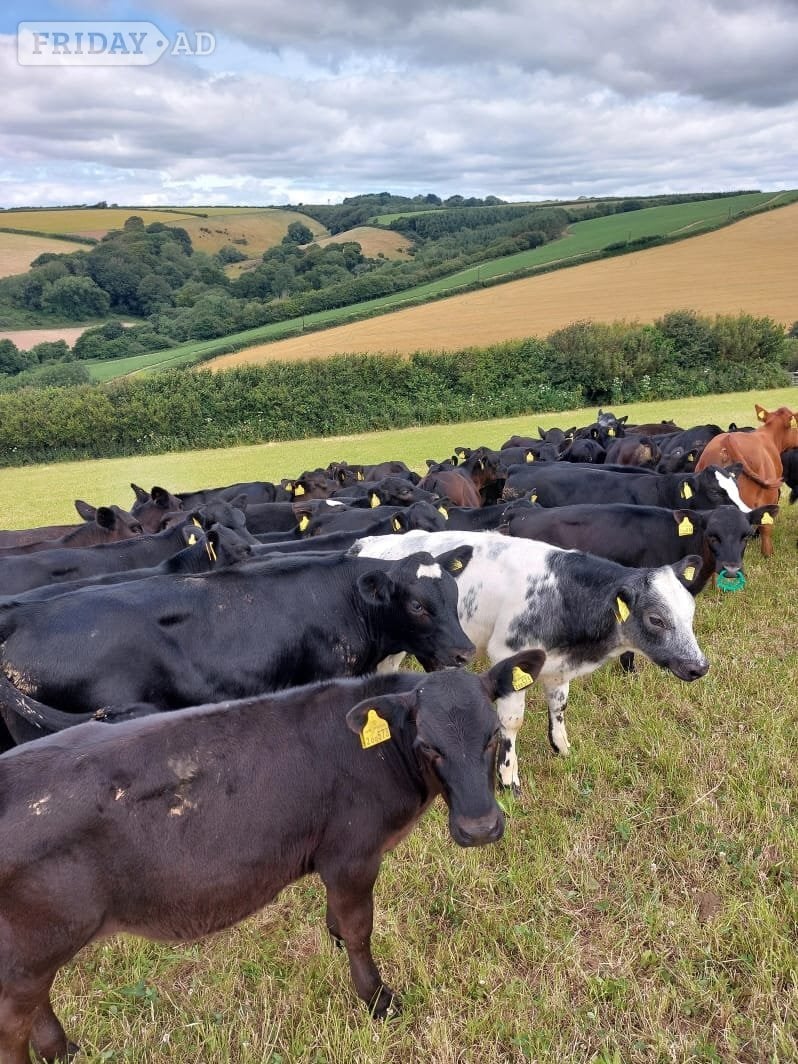 Aberdeen Angus calves  - Livestock in Umberleigh