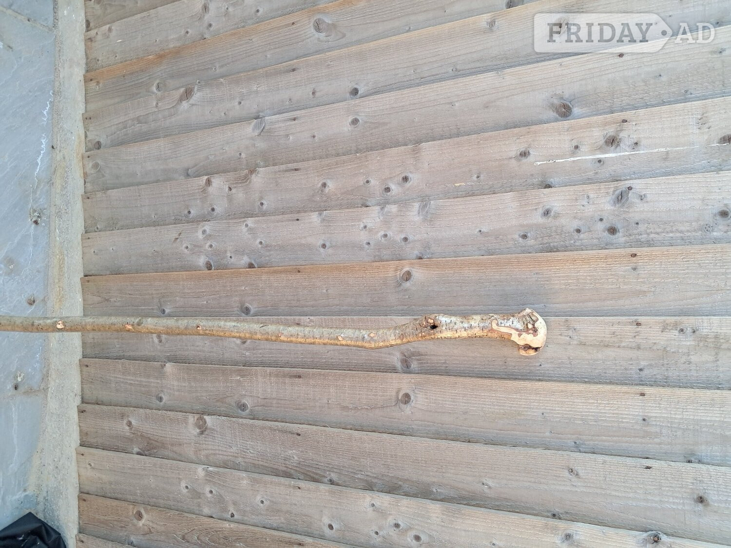 Littlehampton Hazel walking stick 