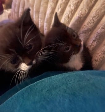 2 beautiful female kittens 