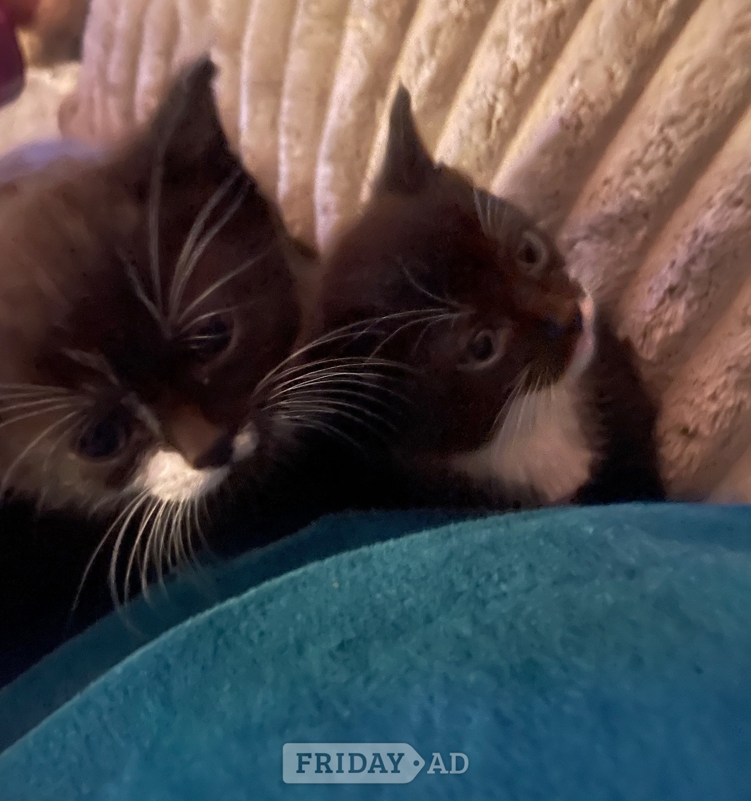 2 beautiful female kittens  in Southampton