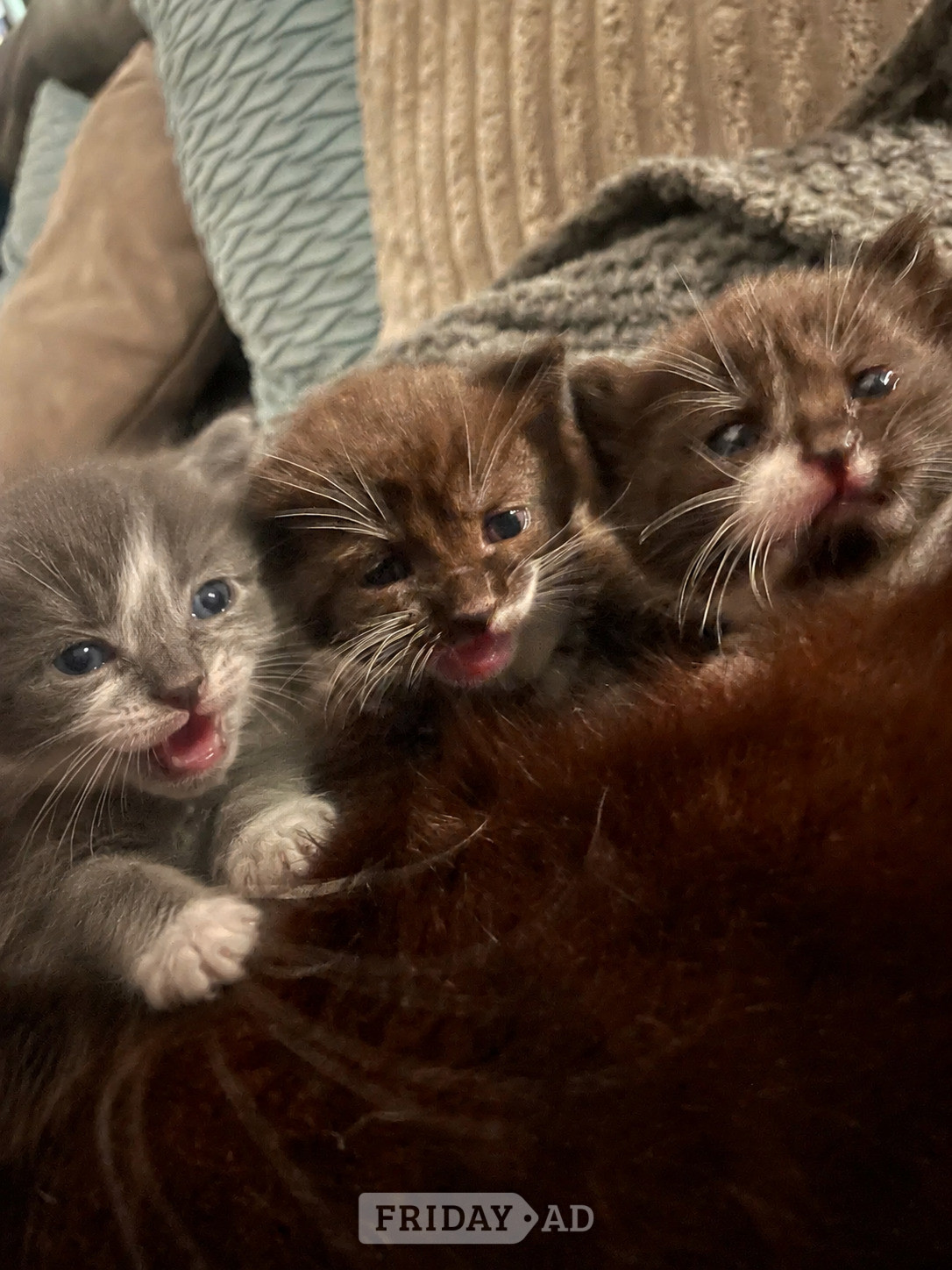 3 beautiful female kittens  in Southampton