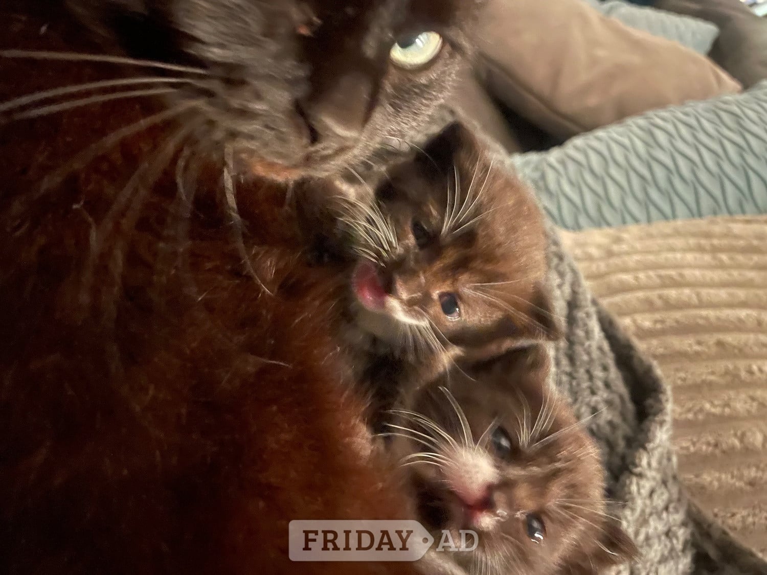3 beautiful female kittens 