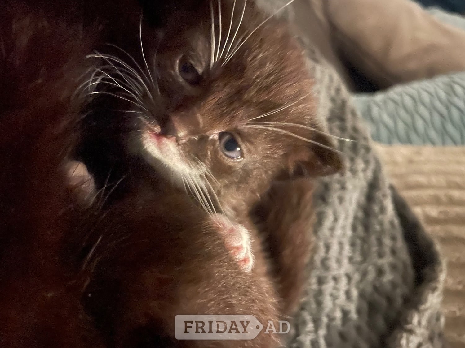 3 beautiful female kittens  - Cats & Kittens in Southampton