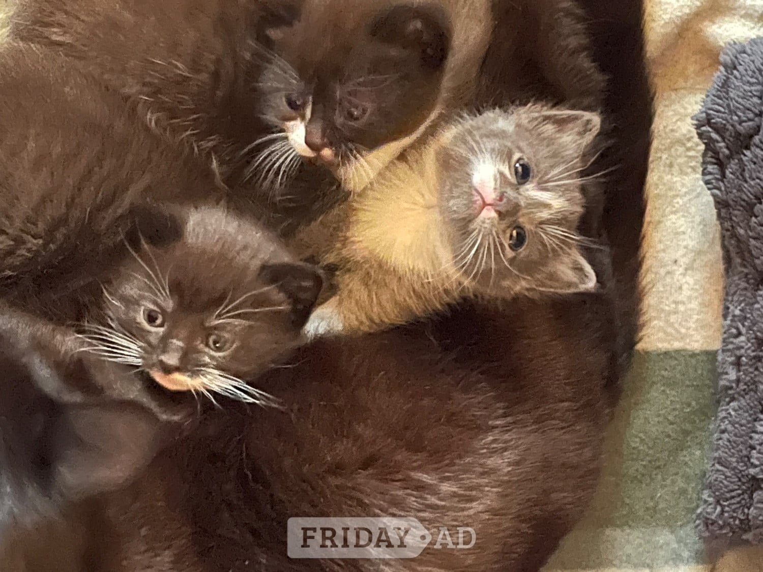 3 beautiful female kittens  - Cats & Kittens