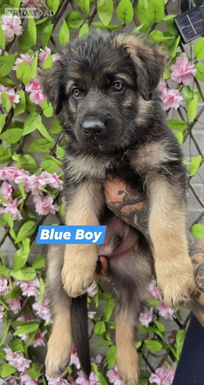 Ready for new homes German Shepherd puppies  in Goole