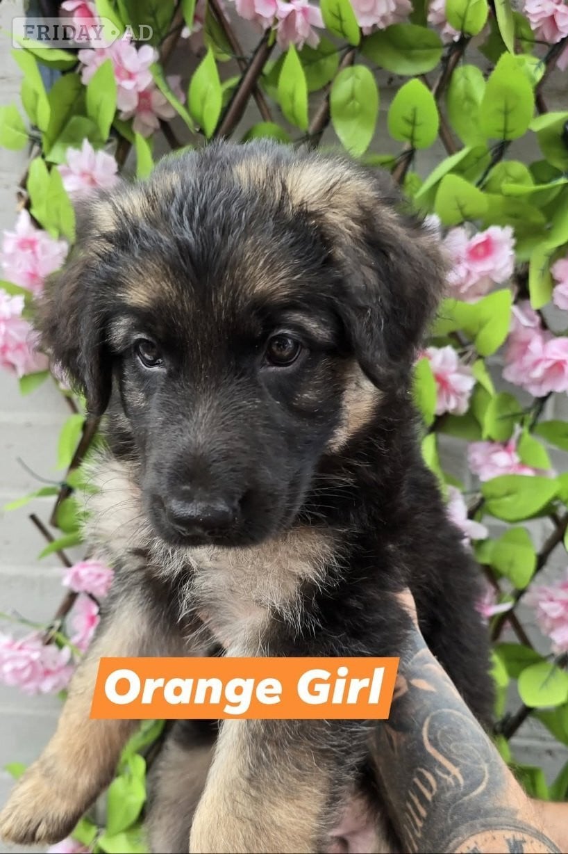 Ready for new homes German Shepherd puppies 