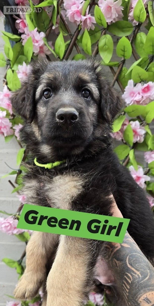 Goole Ready for new homes German Shepherd puppies 
