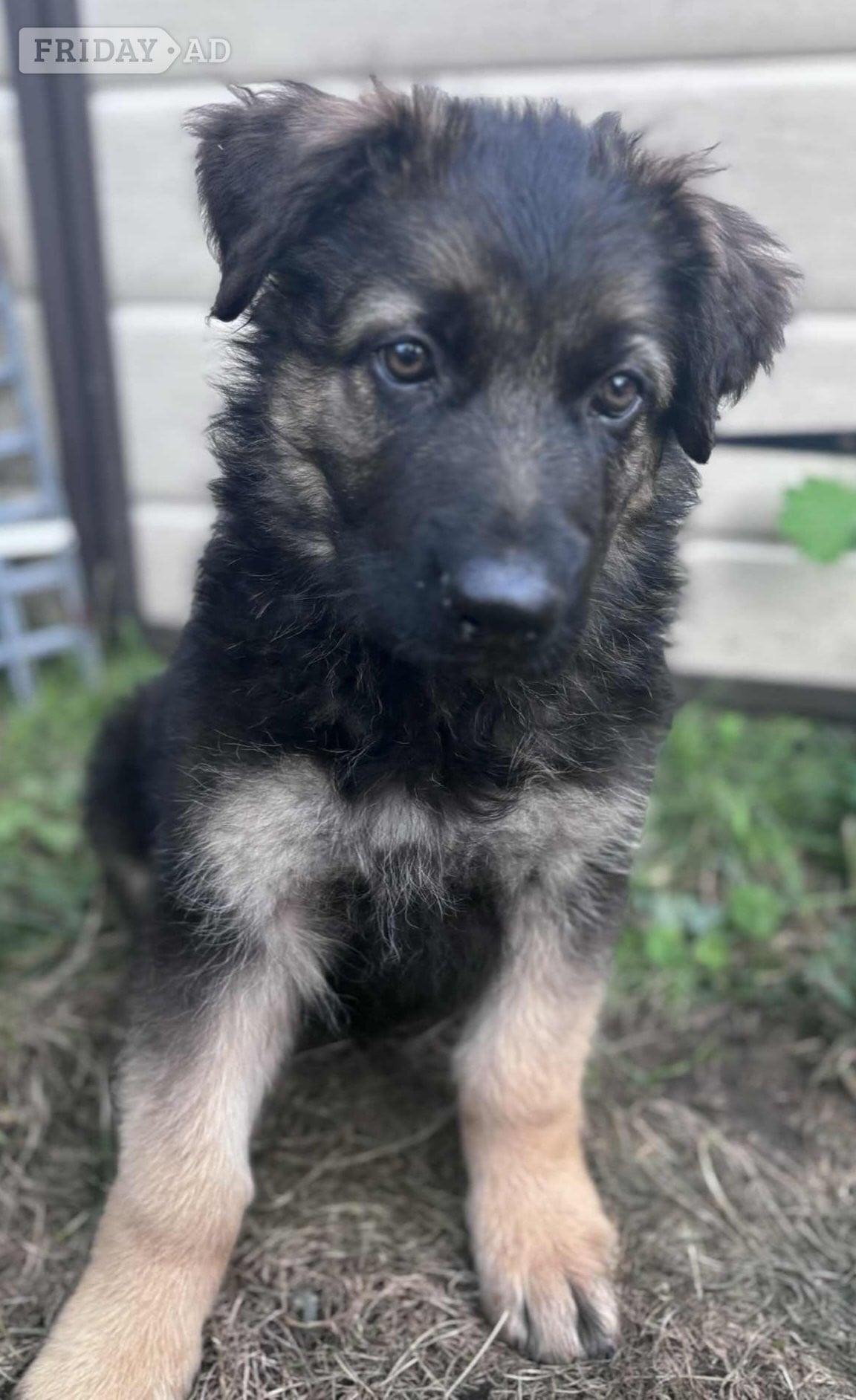 Ready for new homes German Shepherd puppies  - Dogs & Puppies in Goole
