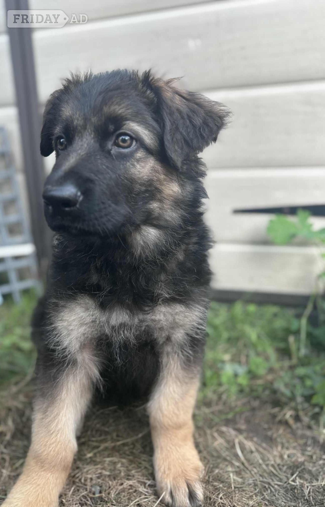 Ready for new homes German Shepherd puppies  - Dogs & Puppies