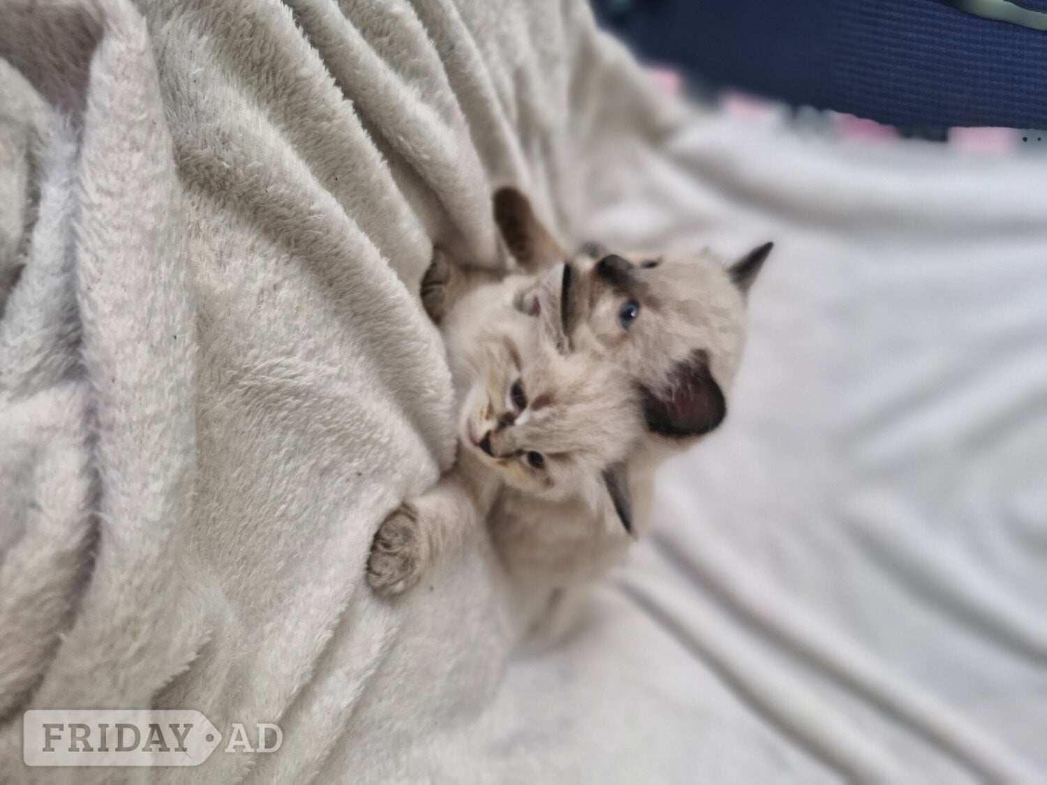 2 beautiful boy half ragdoll in Brighton
