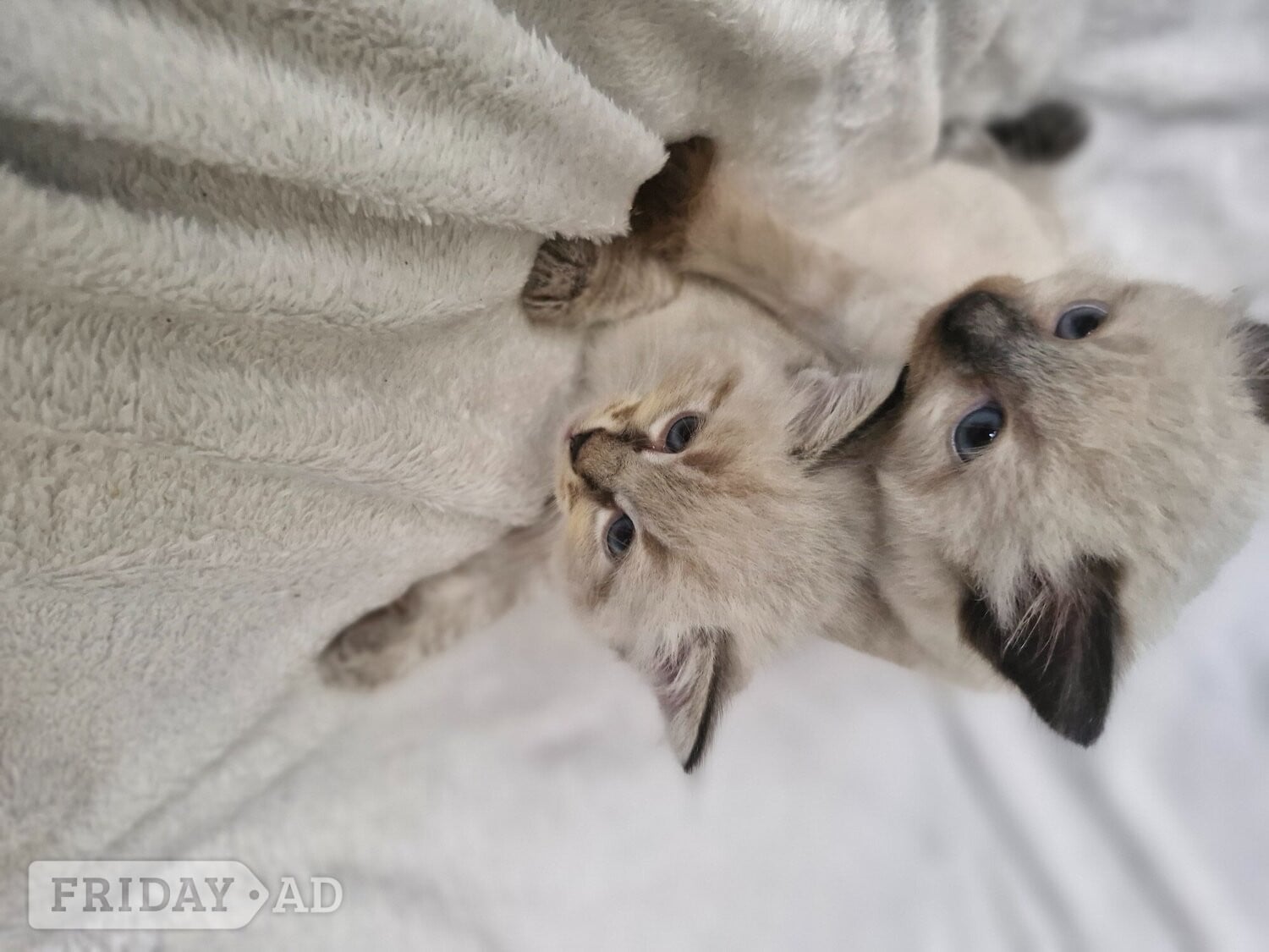 2 beautiful boy half ragdoll