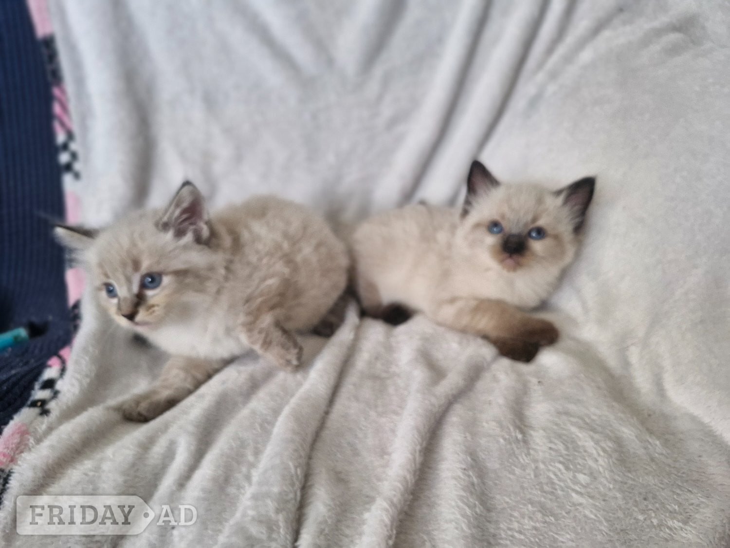 Brighton 2 beautiful boy half ragdoll